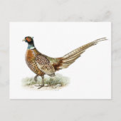 Ring-necked Pheasant van de broers von Wright Briefkaart (Voorkant)