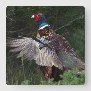 Ring Necked Pheasant Vierkante Klok