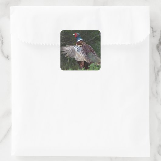 Ring Necked Pheasant Vierkante Sticker (Tas)