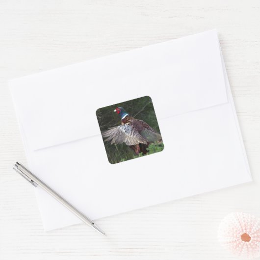 Ring Necked Pheasant Vierkante Sticker (Envelop)