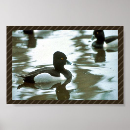 Ring Necked Poster (Voorkant)