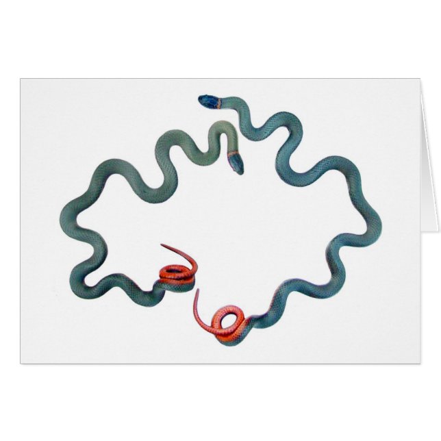 Ring-necked slangen (Voorkant Horizontaal)