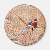 Ring-nek-fazanten Magneet (Voorkant)