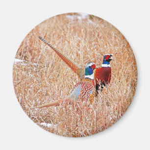 Ring-nek-fazanten Magneet