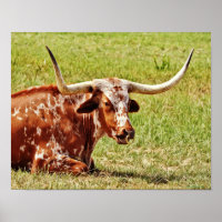 Ring Nose Texas Longhorn Koe Fotografische kunst