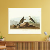 Ring Plover uit Audubon's Birds of America Canvas Afdruk (Insitu (Woonkamer))