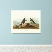 Ring Plover uit Audubon's Birds of America Canvas Afdruk (Insitu (Houten vloer))