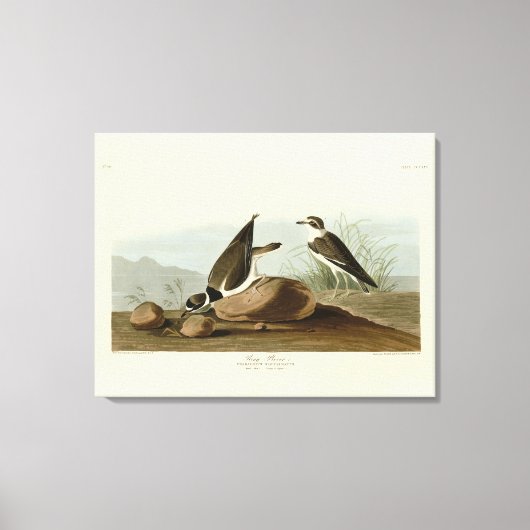 Ring Plover uit Audubon's Birds of America Canvas Afdruk (Voorkant)