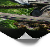 Ring-Tail Lemur Poster (Hoek)