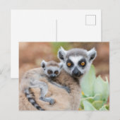Ring-Tailed Lemur Baby op de rug van zijn moeder Briefkaart (Voorkant / Achterkant)