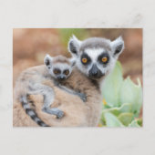Ring-Tailed Lemur Baby op de rug van zijn moeder Briefkaart (Voorkant)