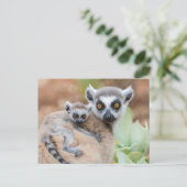 Ring-Tailed Lemur Baby op de rug van zijn moeder Briefkaart (Staand voorkant)