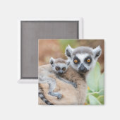 Ring-Tailed Lemur Baby op de rug van zijn moeder Magneet (Voorkant / Achterkant)