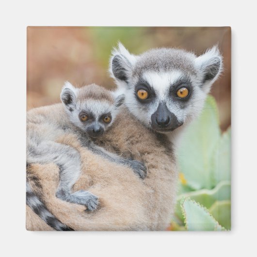 Ring-Tailed Lemur Baby op de rug van zijn moeder Magneet (Voorkant)