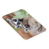 Ring-Tailed Lemur Baby op de rug van zijn moeder Magneet (Rechterzijde)