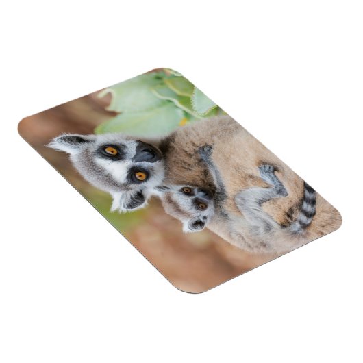 Ring-Tailed Lemur Baby op de rug van zijn moeder Magneet (Rechterzijde)