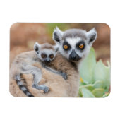 Ring-Tailed Lemur Baby op de rug van zijn moeder Magneet (Horizontaal)
