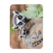 Ring-Tailed Lemur Baby op de rug van zijn moeder Magneet (Verticaal)