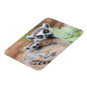 Ring-Tailed Lemur Baby op de rug van zijn moeder Magneet (Linkerzijde)