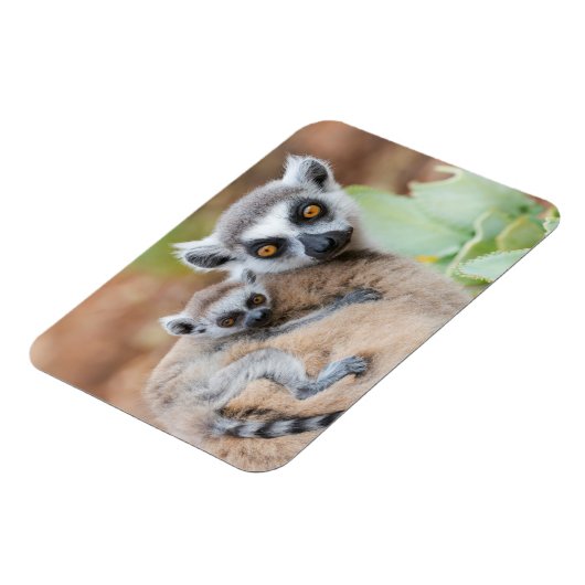 Ring-Tailed Lemur Baby op de rug van zijn moeder Magneet (Linkerzijde)