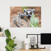 Ring-Tailed Lemur Baby op de rug van zijn moeder Poster (Thuiskantoor)
