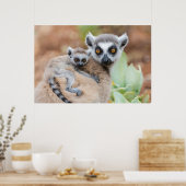 Ring-Tailed Lemur Baby op de rug van zijn moeder Poster (Keuken)