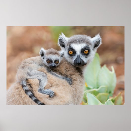 Ring-Tailed Lemur Baby op de rug van zijn moeder Poster (Voorkant)