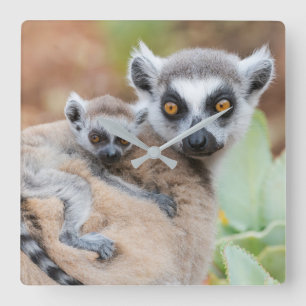 Ring-Tailed Lemur Baby op de rug van zijn moeder Vierkante Klok