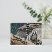 RIng Tailed Lemur Briefkaart (Staand voorkant)