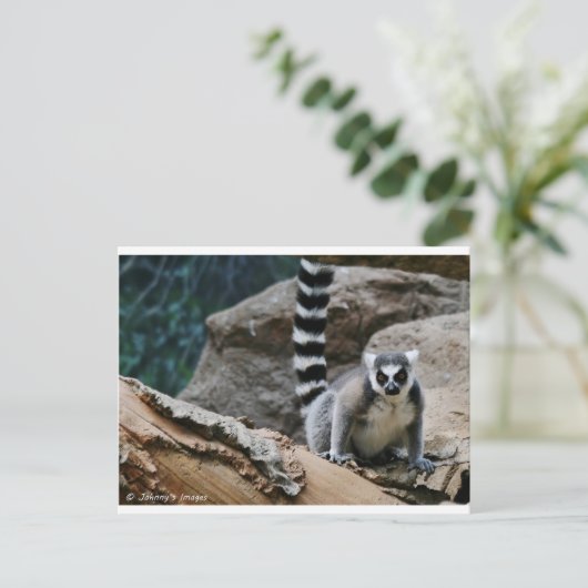 RIng Tailed Lemur Briefkaart (Staand voorkant)