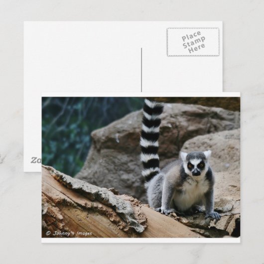 RIng Tailed Lemur Briefkaart (Voorkant / Achterkant)