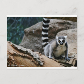 RIng Tailed Lemur Briefkaart