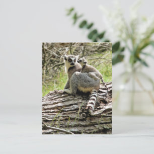 RING-TAILED LEMUR BRIEFKAART