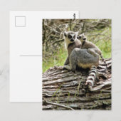 RING-TAILED LEMUR BRIEFKAART (Voorkant / Achterkant)
