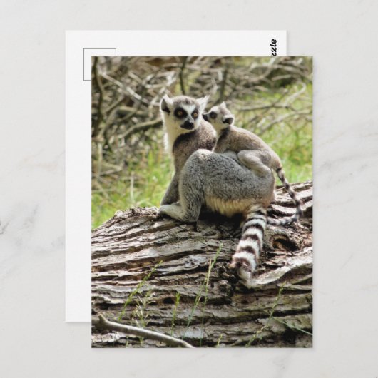 RING-TAILED LEMUR BRIEFKAART (Voorkant / Achterkant)