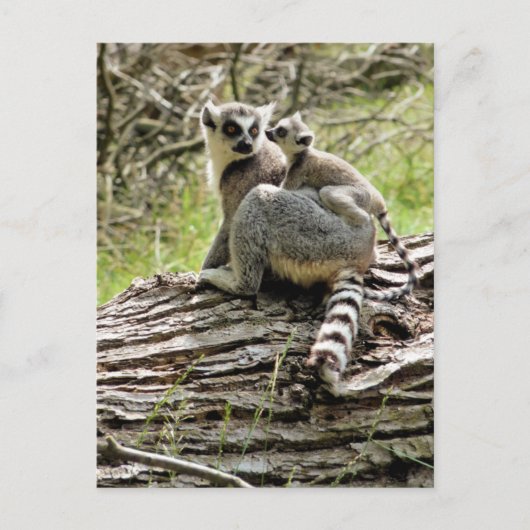 RING-TAILED LEMUR BRIEFKAART (Voorkant)
