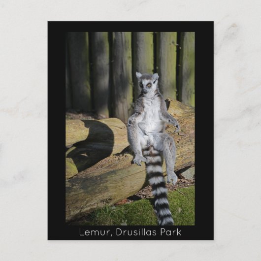 Ring Tailed Lemur Drusillas Park Briefkaart (Voorkant)