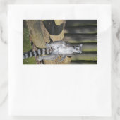 Ring Tailed Lemur Drusillas Park Rechthoekige Sticker (Tas)