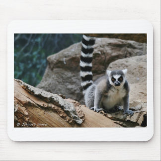 RIng Tailed Lemur Muismat