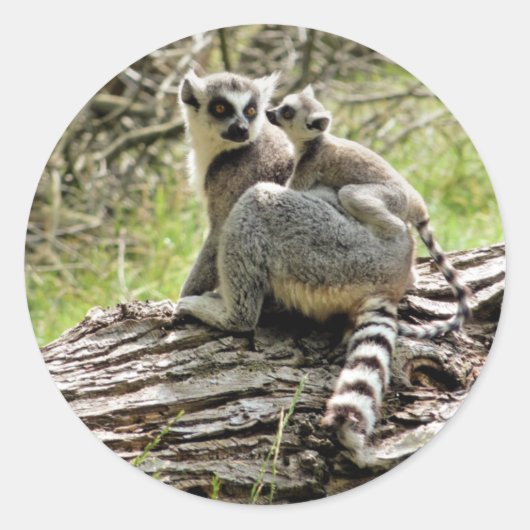 RING-TAILED LEMUR RONDE STICKER (Voorkant)