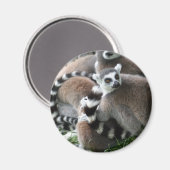 Ring Tailed Lemurs magneet (Voorkant / Achterkant)