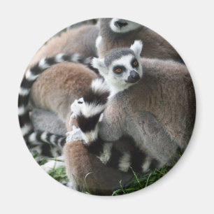 Ring Tailed Lemurs Magnet