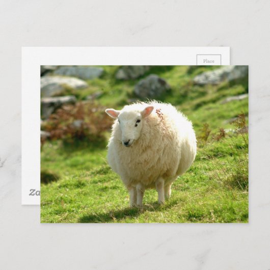 Ring van Kerry Sheep Briefkaart (Voorkant / Achterkant)