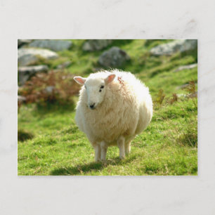 Ring van Kerry Sheep Briefkaart