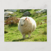 Ring van Kerry Sheep Briefkaart (Voorkant)