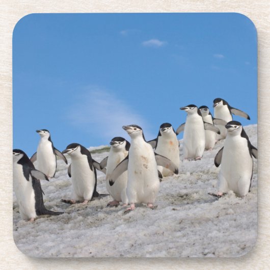 Ringbandpinguïns | Pygoscelis Antarctica Drankjes Onderzetter (Voorkant)