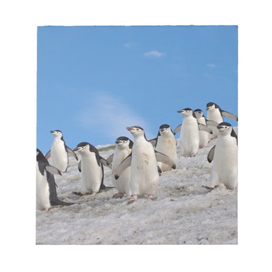 Ringbandpinguïns | Pygoscelis Antarctica Notitieblok (Voorkant)