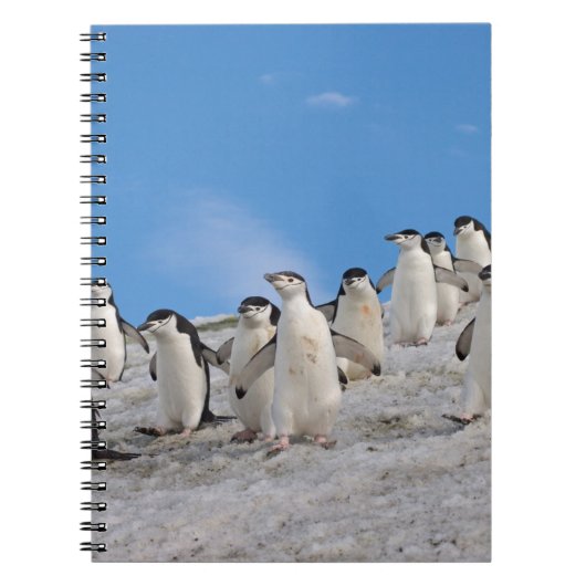 Ringbandpinguïns | Pygoscelis Antarctica Notitieboek (Voorkant)