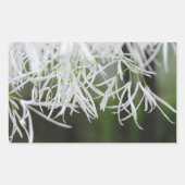Ringboom (Chionanthus virginicus) Rechthoekige Sticker (Voorkant)
