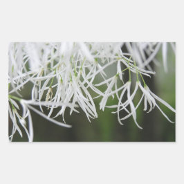 Ringboom (Chionanthus virginicus) Rechthoekige Sticker